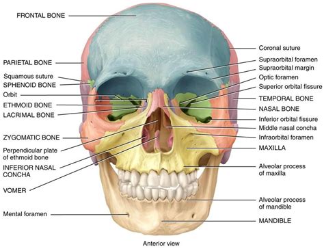 anatomy diagrams   human skull google search drawing