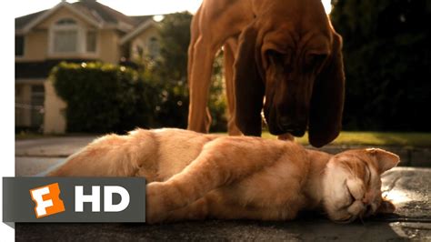cats dogs   clip catnapped  hd youtube