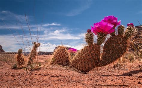 photo desert flower cactus cactus desert dirt