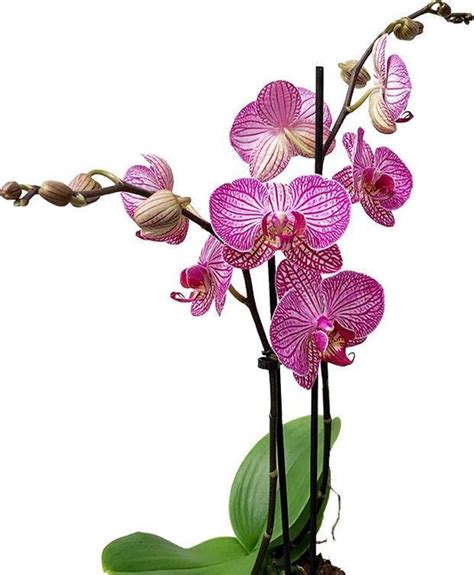 Orchidee Jade Cascade Roze Bol
