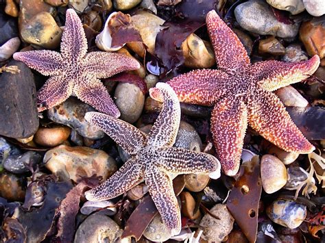 starfish  photo  freeimages
