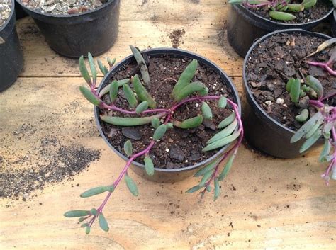 pin de magdalena dewille em sukulenty suculentas jardinagem plantas