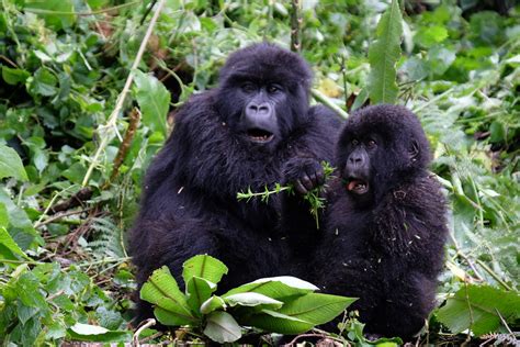 rwanda gorilla safaris  price  intrepid travel travelpress