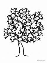Tree Maple Coloring Pages Oak Willow Drawing Printable Trees Color Simple Live Kids Getdrawings Getcolorings Vase Recommended Clipartmag sketch template