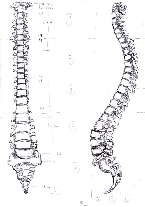 human spine  mauriciokanno  deviantart