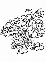 Cranberries Cranberry Gaddynippercrayons sketch template
