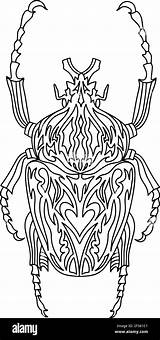 Beetle Goliath sketch template