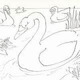 Coloring Pages Duckling Ugly Post sketch template