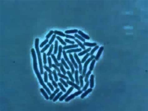 bacteria multiplying medicine  youtube