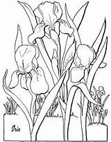 Coloring Pages Adult Floral Sheets Book Printable Flower Adults Flowers Printables Iris sketch template