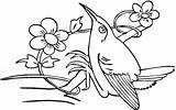 Beija Hummingbird Koliber Kolorowanki Flower Kolibry Kolorowanka Nectar Compatible Wydrukowania Colorironline sketch template