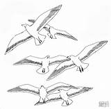 Coloring Pages Seagull Printable Seagulls Kleurplaat Flying Meeuwen Seaguls Kids Para Colorear Gaviotas Dibujo Meeuw Sheet Drawing Template Patterns Bird sketch template