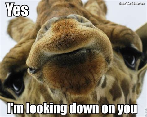 17 best images about giraffe face funny giraffe and funniest jokes