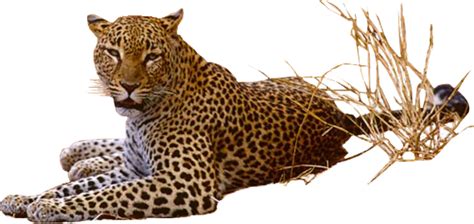 leopard png pic png  png