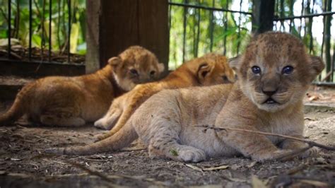 drieling leeuwenwelpjes geboren  safaripark beekse bergen nu het laatste nieuws het eerst