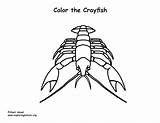 Crayfish Coloring Crawfish Comments Exploringnature sketch template