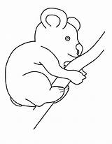 Koala Coloring Pages Baby Printable sketch template