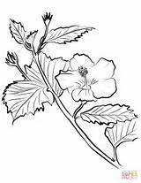 Hibiscus Coloring Pages Pink Drawing Flowers Flower Categories sketch template