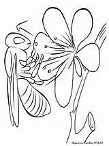 Lebah Mewarnai Sketsa Madu Serangga Ausmalbilder Insekt Printable Peacock Kartun Binatang Diwarnai Hewan sketch template