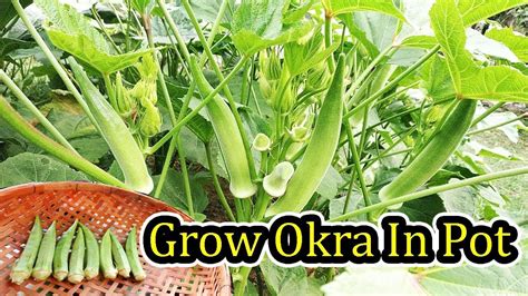 complete guide  growing natural okra lady finger  pot  seed