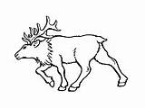 Wapiti Elk Coloring Deer Pages sketch template