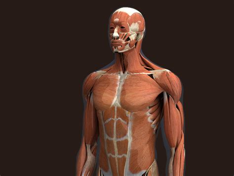 Zygote 3d Male Muscular System Medically Accurate Human