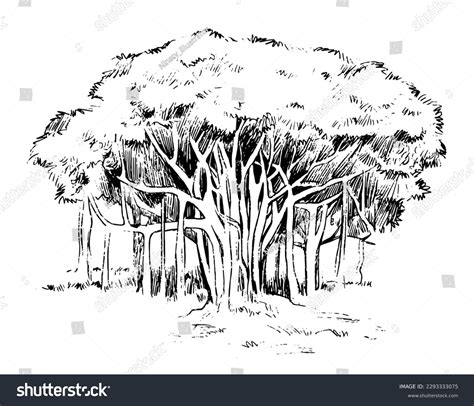 share    banyan tree drawing  kids seveneduvn