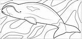 Whale Bowhead Pages sketch template