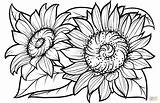 Sunflower Sunflowers Girassol Girasoli Sonnenblume Kostenlos Colorare Malvorlagen Disegno Malvorlage Girasoles Girasol Sheets Supercoloring Pintar Sonnenblumen Ausmalbilder Ausdrucken Drucken Ausmalbild sketch template