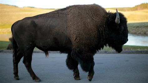 man arrested for taunting bison at yellowstone national park