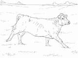 Cattle Colouring Supercoloring Breed Cows Getdrawings sketch template