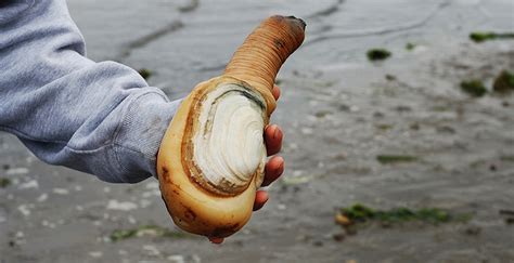 A Rather Bizarre Bivalve Stirs Controversy In The Puget Sound Yale E360