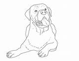 Rottweiler Hunde Ausmalbild Kostenlos Drawing Face Ausdrucken sketch template