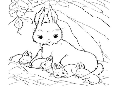 bunny rabbit coloring pages    print