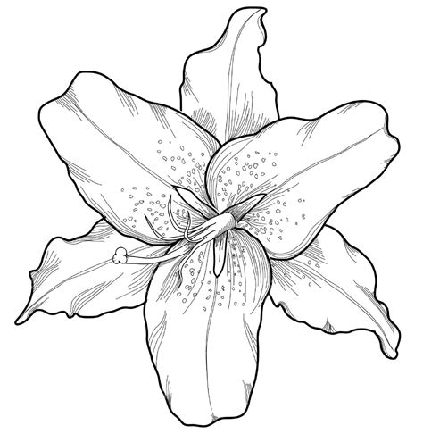 lily flower coloring pages