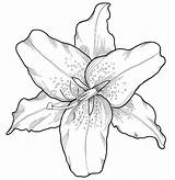 Lirio Lelie Dibujar Cattleya Engraving Lilly Giglio Incisione Nello Lilis Mooie Gravure Stijl Witte Lilies Lapiz Orquidea Enredaderas Mariposas Encantan sketch template