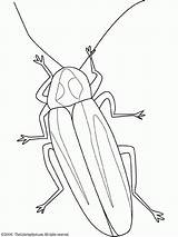 Coloring Firefly Bug Drawing Pages Coloriage Dessin Colorier Lightning Insect Insects Insecte Insectes Color Kids Dessiner Imprimer Fly Sheet Printable sketch template