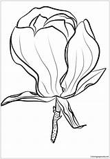 Magnolia Pelican Brown Online Soulangeana Drawing Pages Coloring Flowers Color Getdrawings sketch template