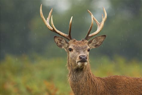 edelhert alle informatie beekse bergen