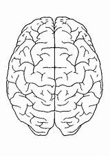 Brain Anatomy Getdrawings sketch template