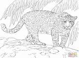 Supercoloring Jaguars Kleurplaat Malvorlage Stampare Kleurplaten Grosser Magnifique Reptiles Malvorlagen Giaguaro Modeste Giaguari Grandi Felini Jaguares Gratuit Coloriages Rasane sketch template