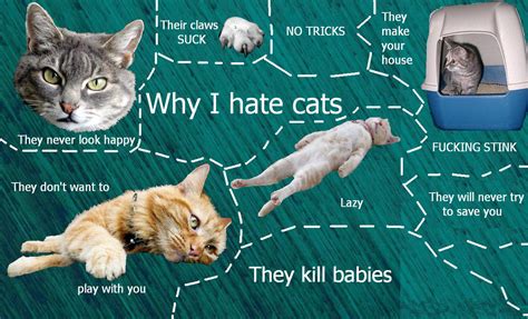 why i hate cats by d e b b y on deviantart