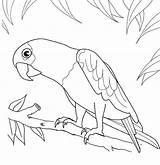 Loros Parrot Perroquet Toucan Colorear Papegaai Parrots Kleurplaat Colouring Pajaros Mewarnai Papagei sketch template