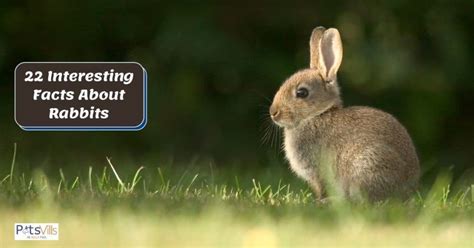 interesting facts  rabbits fun