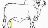 Bull Bucking Drawing Coloring Pages Clipartmag sketch template