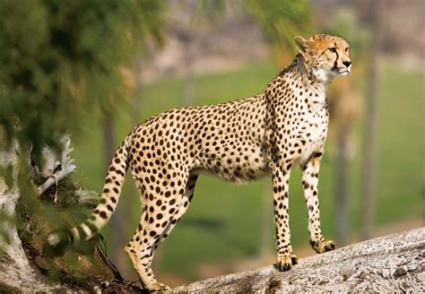 cheetah description speed habitat diet cubs facts britannica
