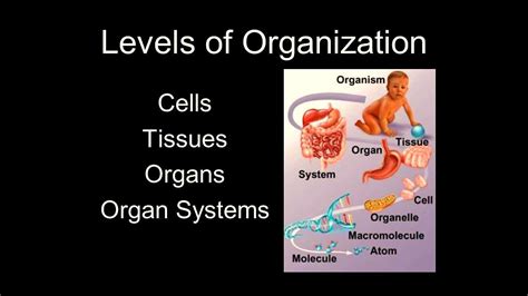 Levels Of Organization Cells Tissues Organs Organ Systems Youtube