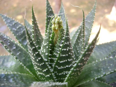 aristaloe aristata lace aloe world  succulents