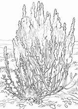 Sagebrush Coloring Pages Nevada State Flower Big Sage Drawing Brush Desert Clipart Printable Simple Plants Leaf Leaves Fall Wormwood Od sketch template
