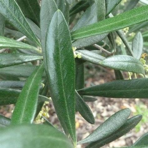 olive leaf powder organic certified dried botanicals herbs  herbarie  stoney hill